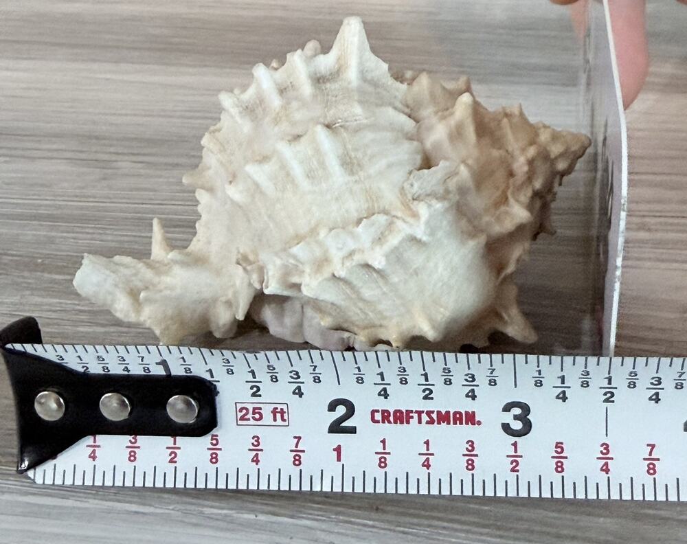 Natural Spiny Murex Seashell – Pink/Peach Interior – Measures approx 3.5”